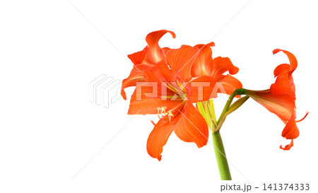 opened orange amaryllis flower on a stem 141374333