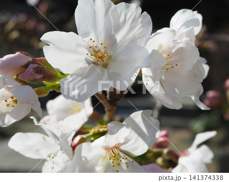 桜の花びら アップ 桜の花びら アップ 141374338