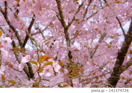 京都の黒田の百年桜 京都の黒田の百年桜 141374726
