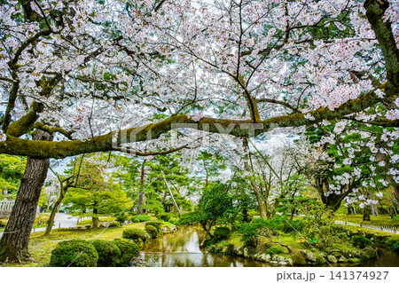 金沢 兼六園 曲水に桜の花びらが浮かぶ 金沢 兼六園 曲水に桜の花びらが浮かぶ 141374927