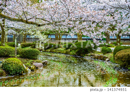 金沢 兼六園 曲水に桜の花びらが浮かぶ 金沢 兼六園 曲水に桜の花びらが浮かぶ 141374931