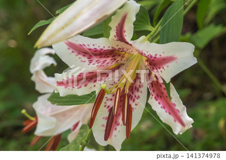 夏の花　ベニスジヤマユリ 141374978