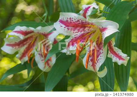 夏の花 ベニスジヤマユリ 夏の花 ベニスジヤマユリ 141374980