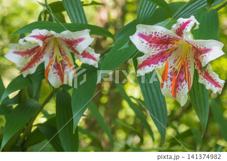 夏の花 ベニスジヤマユリ 夏の花 ベニスジヤマユリ 141374982