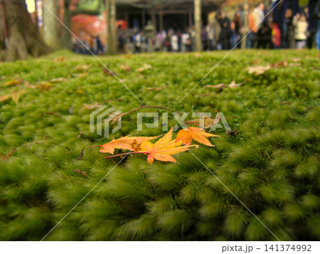 苔の上に落ちた紅葉 苔の上に落ちた紅葉 141374992