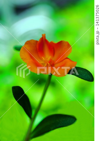 黄色いポーチュラカの花 141375026