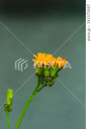 黄色いオニタビラコの花 141375087
