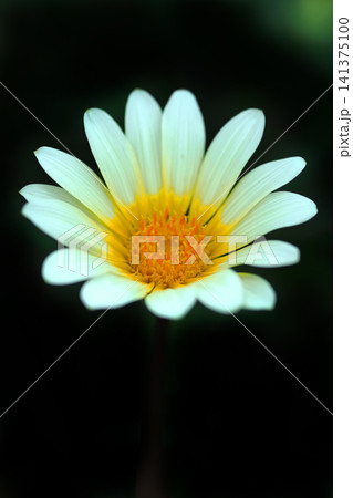 ガザニアの白い花 ガザニアの白い花 141375100