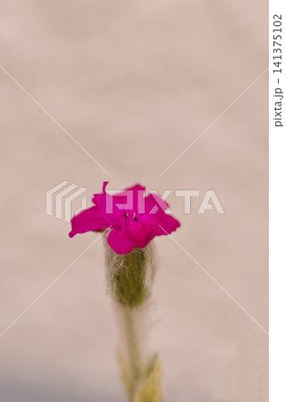 ピンクの背景に咲くスイセンノウの花 ピンクの背景に咲くスイセンノウの花 141375102