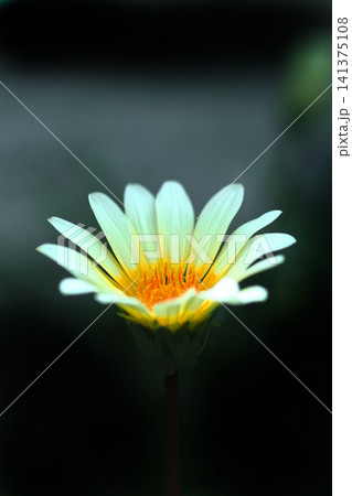 一輪の白いガザニアの花 一輪の白いガザニアの花 141375108