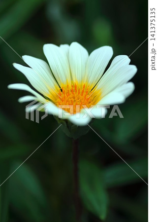 白いガザニアの花 白いガザニアの花 141375135