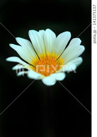 秋の花壇に咲くガザニアの白い花 141375137