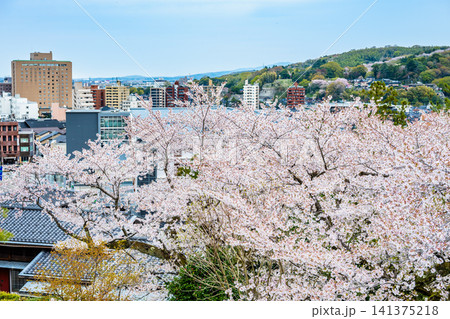 金沢 兼六園 桜満開の眺望台から金沢市街を望む 金沢 兼六園 桜満開の眺望台から金沢市街を望む 141375218