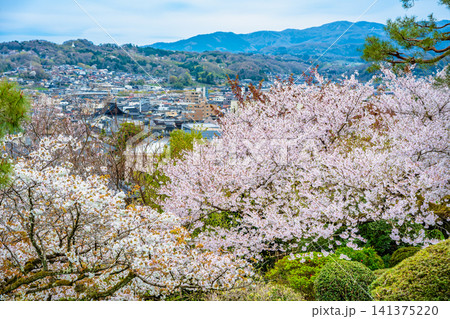 金沢 兼六園 桜満開の眺望台から金沢市街を望む 金沢 兼六園 桜満開の眺望台から金沢市街を望む 141375220