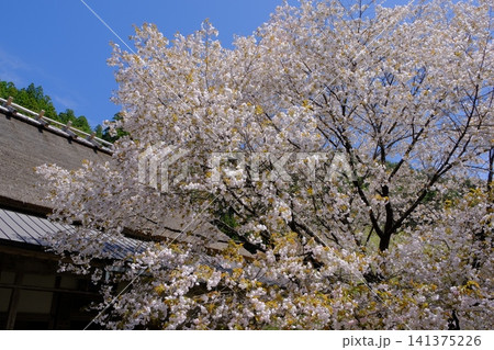 常照皇寺の御車返桜 常照皇寺の御車返桜 141375226