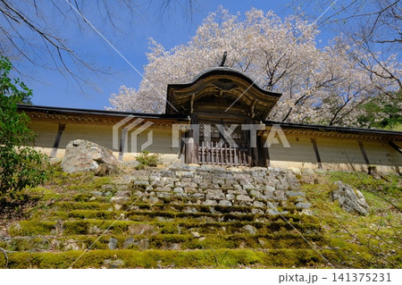 常照皇寺の御車返桜 常照皇寺の御車返桜 141375231