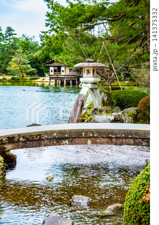 金沢 兼六園　桜の花びらが浮かぶ霞ヶ池 141375332