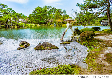 金沢 兼六園 桜の花びらが浮かぶ霞ヶ池 金沢 兼六園 桜の花びらが浮かぶ霞ヶ池 141375336