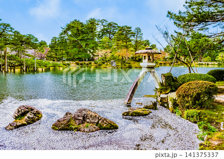 金沢 兼六園 桜の花びらが浮かぶ霞ヶ池 金沢 兼六園 桜の花びらが浮かぶ霞ヶ池 141375337