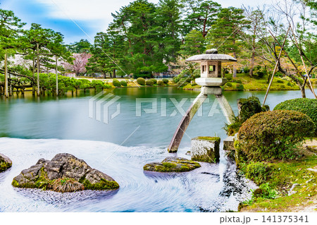 金沢 兼六園 桜の花びらが浮かぶ霞ヶ池 金沢 兼六園 桜の花びらが浮かぶ霞ヶ池 141375341