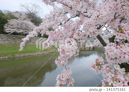 桜の花咲く彦根城の堀 桜の花咲く彦根城の堀 141375381