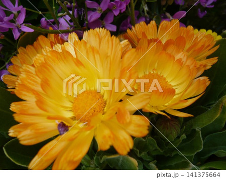 明るいオレンジ色のカレンデュラの花 明るいオレンジ色のカレンデュラの花 141375664