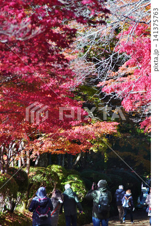 世界遺産高野山の晩秋の情景 蛇腹路 世界遺産高野山の晩秋の情景 蛇腹路 141375763