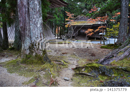 世界遺産高野山の晩秋の情景 壇上伽藍山王院 世界遺産高野山の晩秋の情景 壇上伽藍山王院 141375779