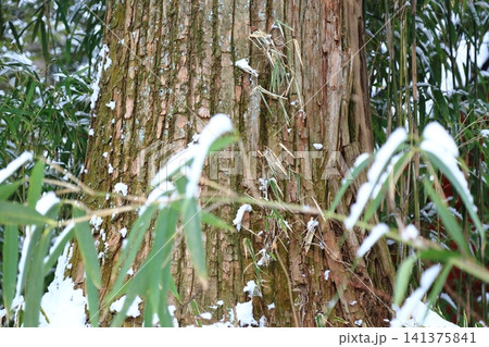冬の日光(社寺境内) 冬の日光(社寺境内) 141375841
