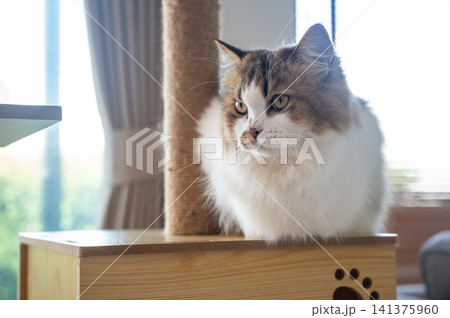 A Persian cat resting on a wooden cat tree. A cat tree is an artificial structure for a cat to play. A Persian cat resting on a wooden cat tree. A cat tree is an artificial structure for a cat to play. 141375960