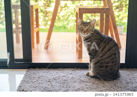 A tabby cat living in human house as pet. Domestic cats are valued by humans for companionship and their ability to kill rodents. A tabby cat living in human house as pet. Domestic cats are valued by humans for companionship and their ability to kill rodents. 141375965