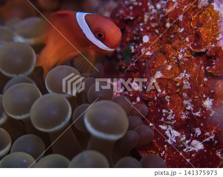 イソギンチャクの中で隠れるハマクマノミ幼魚 141375973