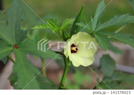 オクラの花 オクラの花 141376023