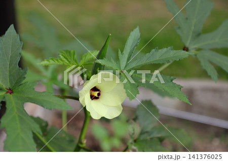オクラの花 オクラの花 141376025