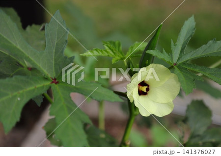 オクラの花 141376027