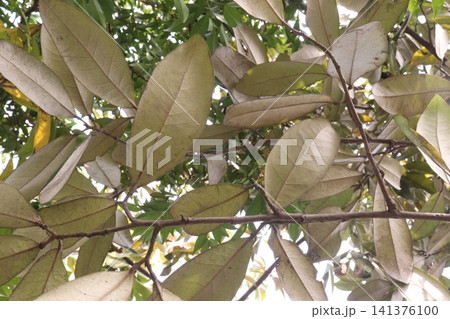 Southern magnolia flower plant on nursery Southern magnolia flower plant on nursery 141376100