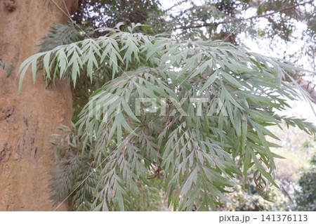Southern silky oak plant on garden Southern silky oak plant on garden 141376113
