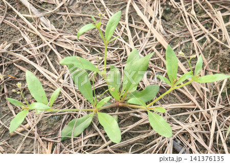 Sphaeranthus africanus, African Globe Thistle plant Sphaeranthus africanus, African Globe Thistle plant 141376135