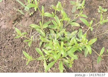 Sphaeranthus africanus, African Globe Thistle plant Sphaeranthus africanus, African Globe Thistle plant 141376137