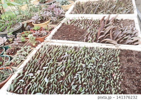 process of propagating succulents from leaf cuttings process of propagating succulents from leaf cuttings 141376232