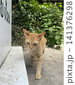 タイのチャトラ 141376298