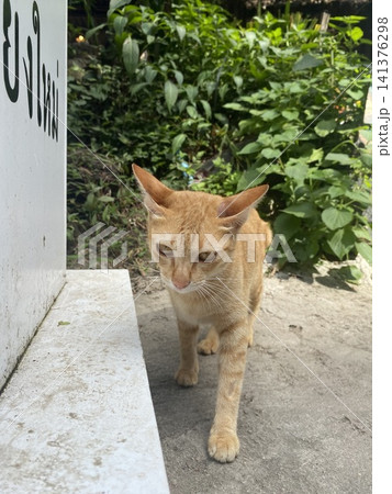 タイのチャトラ 141376298