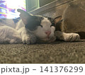 眠り猫 141376299