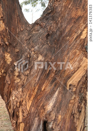 Tectona grandis plant on farm for sell Tectona grandis plant on farm for sell 141376383