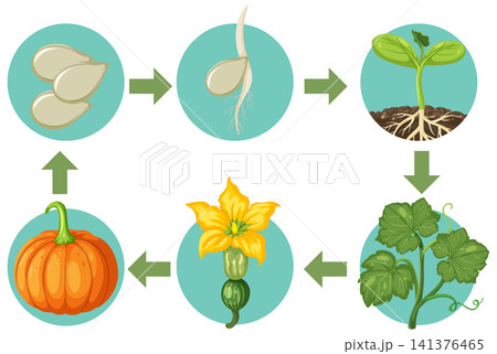 Vector Illustration of Pumpkin Life Cycle Growth Stages Diagram Vector Illustration of Pumpkin Life Cycle Growth Stages Diagram 141376465