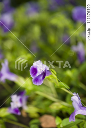 公園の花壇に紫色のトレニアの花が咲いています。学名はToreniaです。 141376590