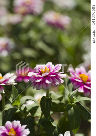 公園にピンク色のジニアの花が咲いています。 141376605