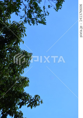 真っ青の空と樹木の緑を組み合わせた背景素材 真っ青の空と樹木の緑を組み合わせた背景素材 141376606