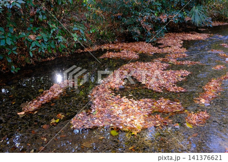 晩秋の糺の森 141376621