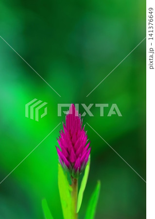 赤いノゲイトウの花 赤いノゲイトウの花 141376649